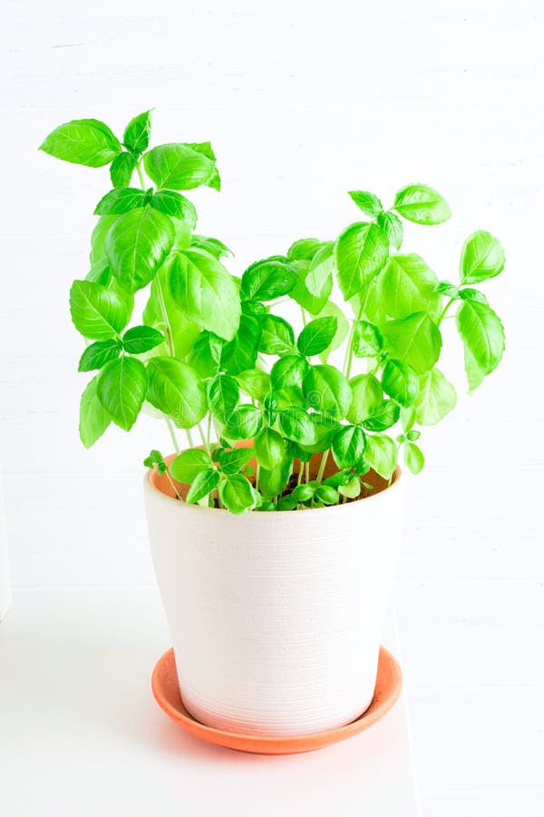 Green Organic Basil Growing in a White Ceramic Pot Stock Image Image