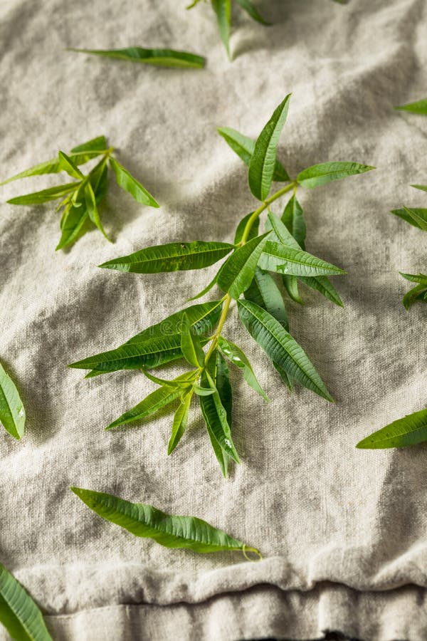 Green Organic Fresh Lemon Verbena stock photo Green Organic Fresh Lemon Verbena stock photo