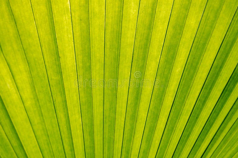 Green Palm stock photo. Image of flora, close, jungle 91491932