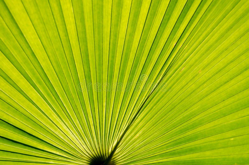 Green Palm stock image. Image of outdoors, life, botany 91492177