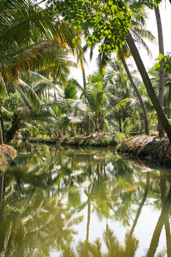 Green palm forest by a small canal