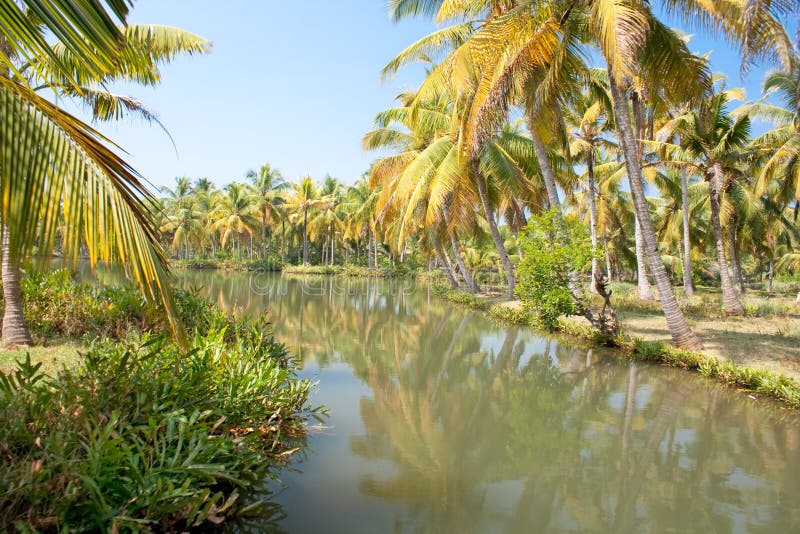 Green palm forest by a small canal, backwaters