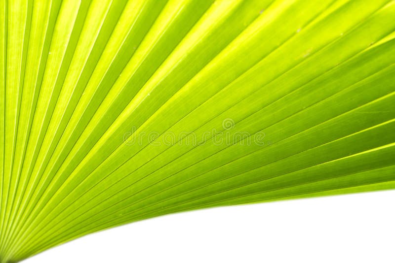 Green palm leaf