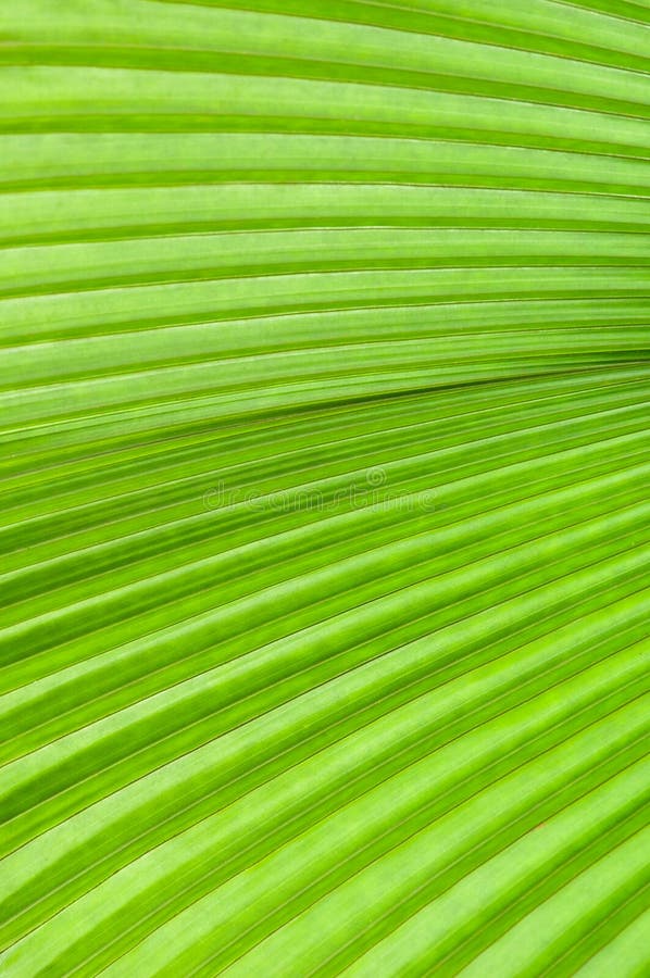 Green Palm Leaf