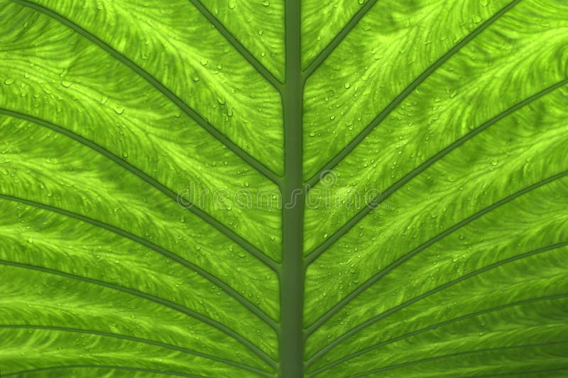 Green palm leaf (2)