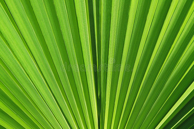 Green palm leaf stock image. Image of close, lush, leaf 54412617