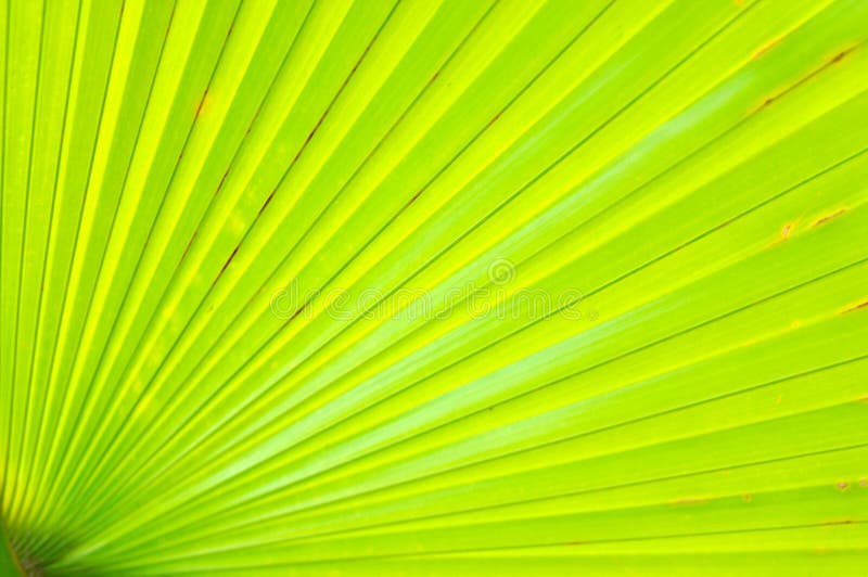 Green palm leaf close up