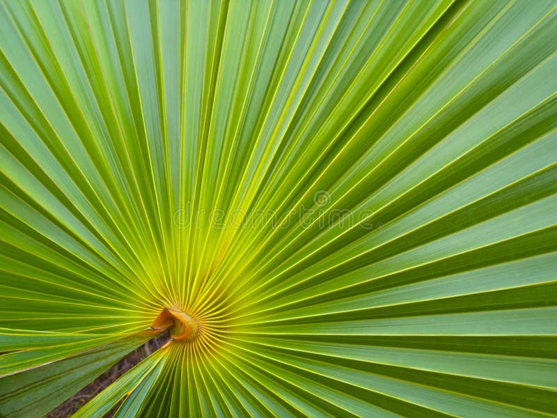 Green Palm Leaf