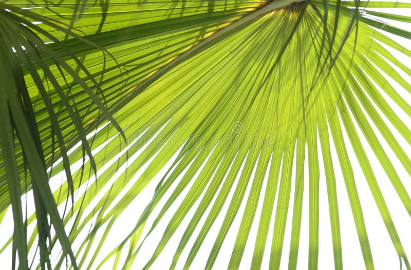 Green palm leaf stock image. Image of backlighting, close 54132789