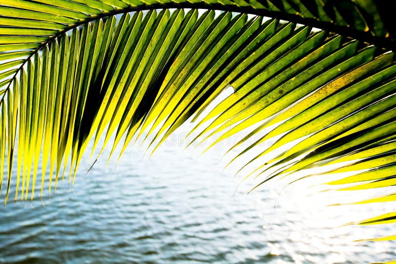 Green palm leaf