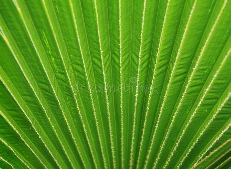 Green palm Leaf stock photo. Image of shape, backgrounds 42940366