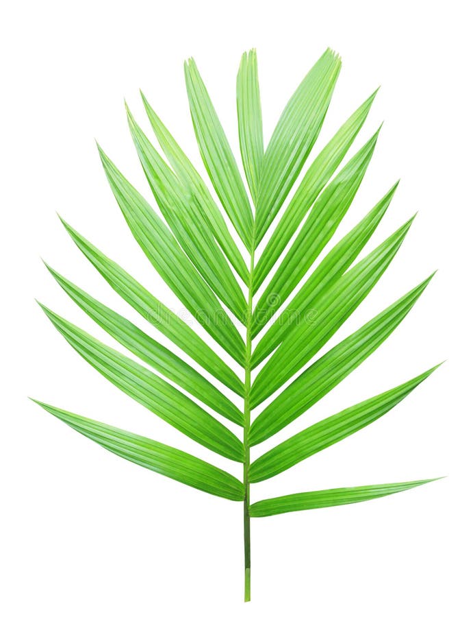 Green palm leaf isolated stock image. Image of green 79974257