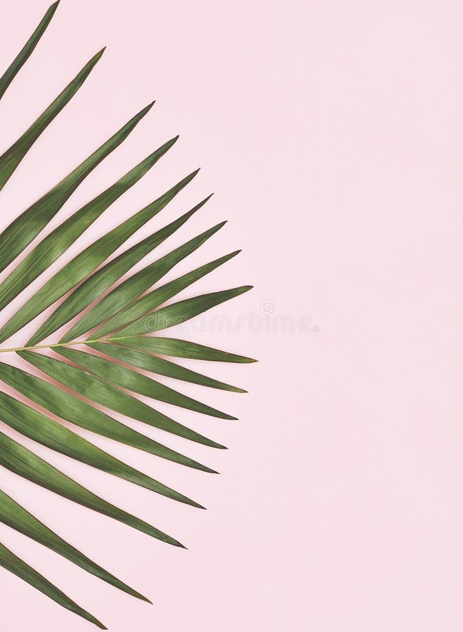 Green Palm Leaf on Light Pink Background Stock Photo Image of