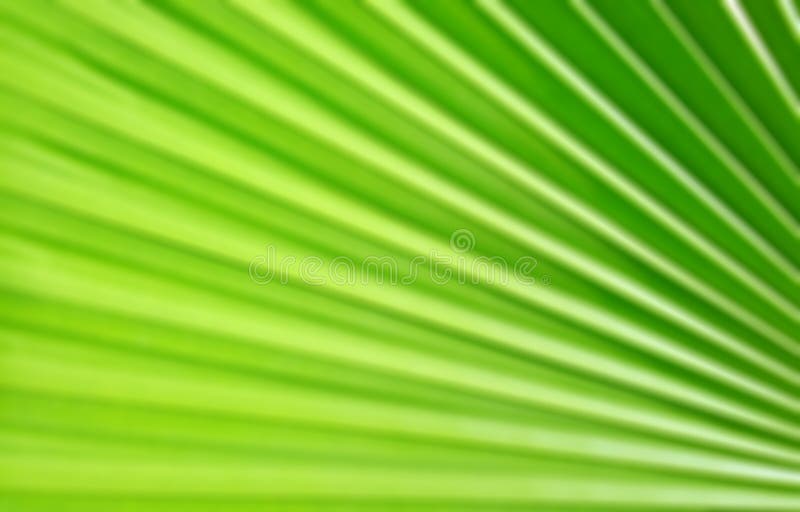 green-palm-leaf-pattern-background-stock-photo-image-of-glare