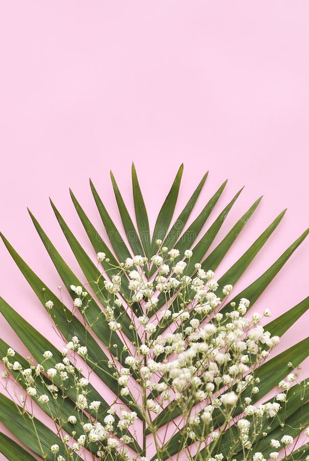 Green Palm Leaf on Light Pink Background Stock Image Image of tree