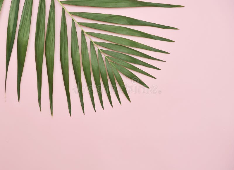 Green Palm Leaf on Pink Background Stock Image Image of summer, life