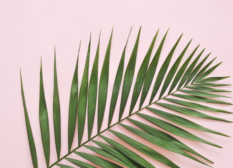 Green Palm Leaf on Pink Background Stock Image Image of summer, life