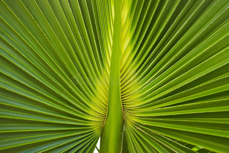 Green Palm Leaf of Talipot Palm Corypha Umbraculifera L. Stock Photo