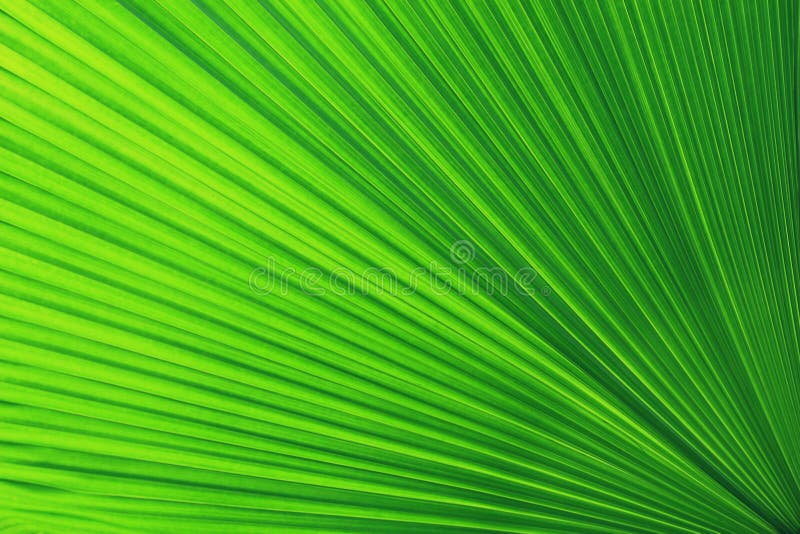 Green palm Leaf