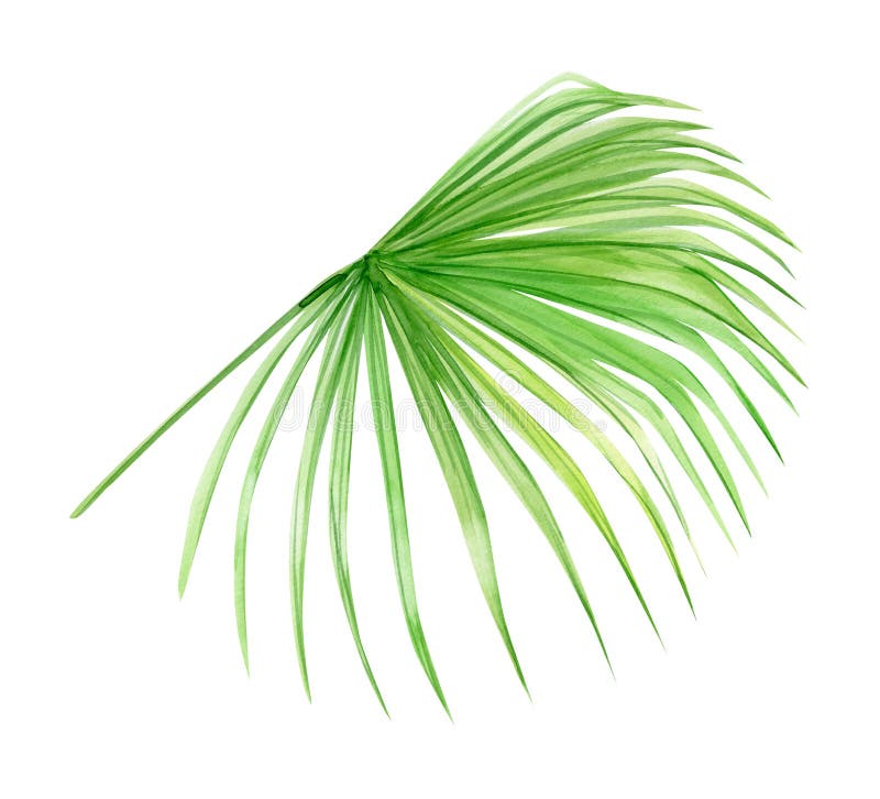 Green Palm Leaf Tropical Plant Hand Painted Watercolor Illustration