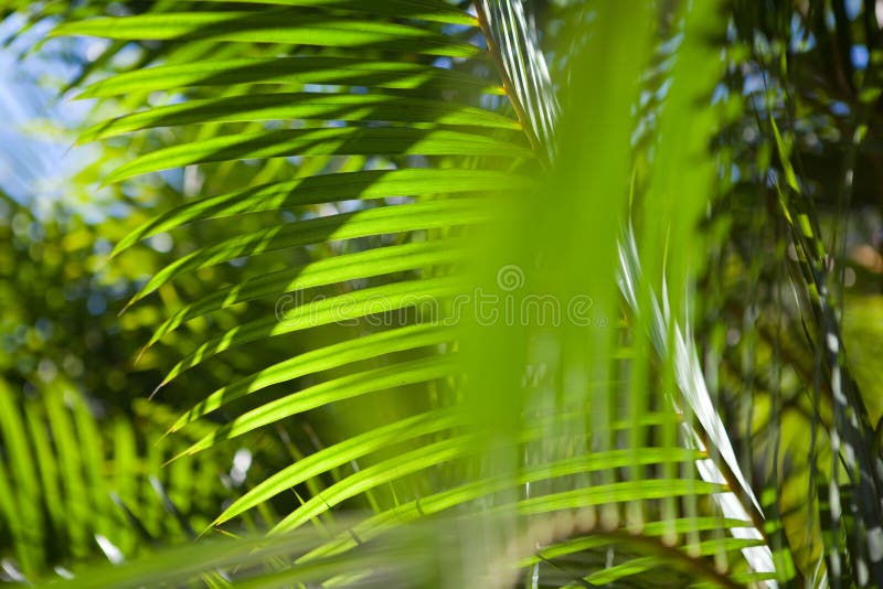 View to the sky through the palm leafs. View to the sky through the palm leafs