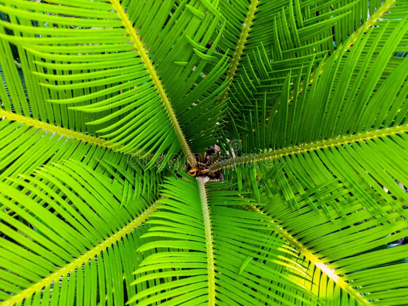 Green Palm Leaves Picture. Image 83016835