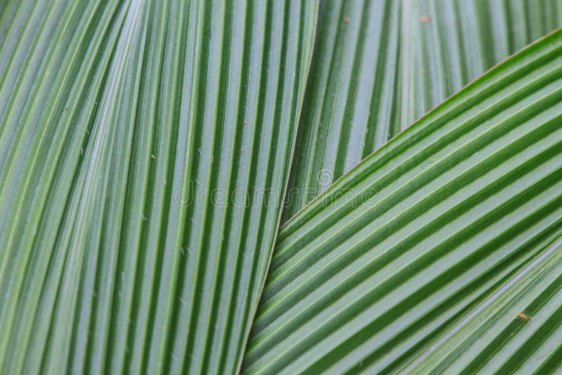 Green Palm leaves