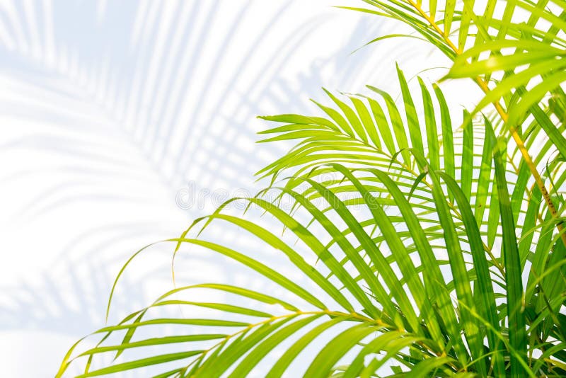 Green palm leaves and shadows on a white wall background.