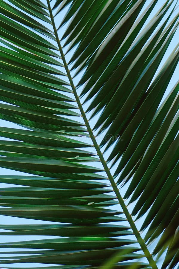 Green Palm Tree Branches and Leaves Textured in the Nature in Summer ...