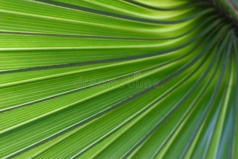 Green Palm Tree Leaf