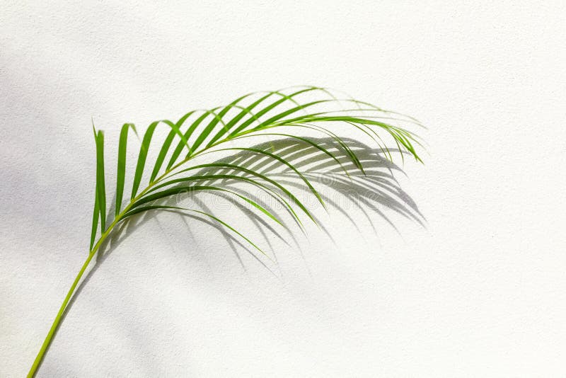 Green Palm Tree Leaf Shadow White Texture Wall, Tropical Leaves ...