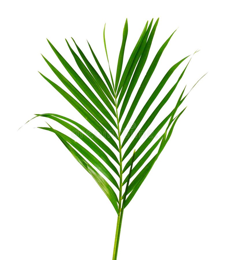Palm Tree Leaves stock image. Image of pattern, leaves 242025059