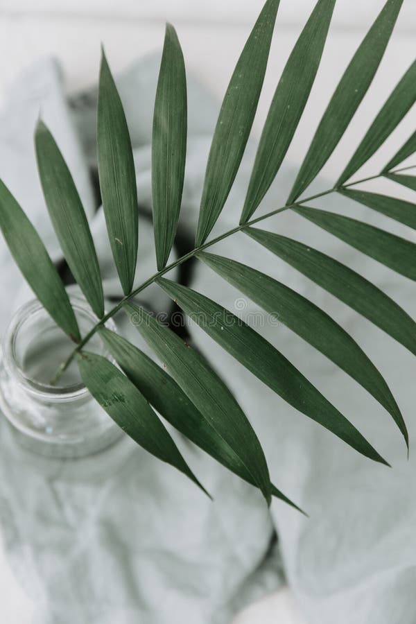 Green palm tropical branch in bottle. stock photography Green palm tropical branch in bottle. stock photography