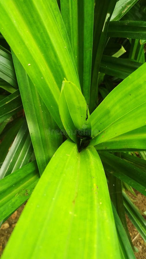 3,051 Green Pandan Leaves Stock Photos Free & RoyaltyFree Stock