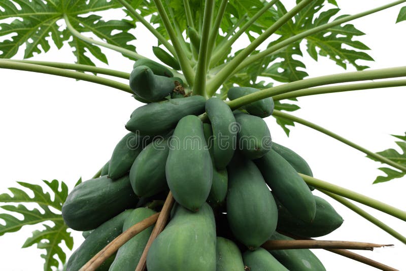 Papaya Tree Isolated White Background Stock Photos Download 852 Royalty Free Photos