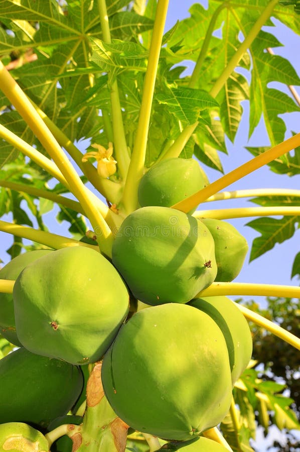 Green papaya fruits stock photo. Image of culture, crops 77337008