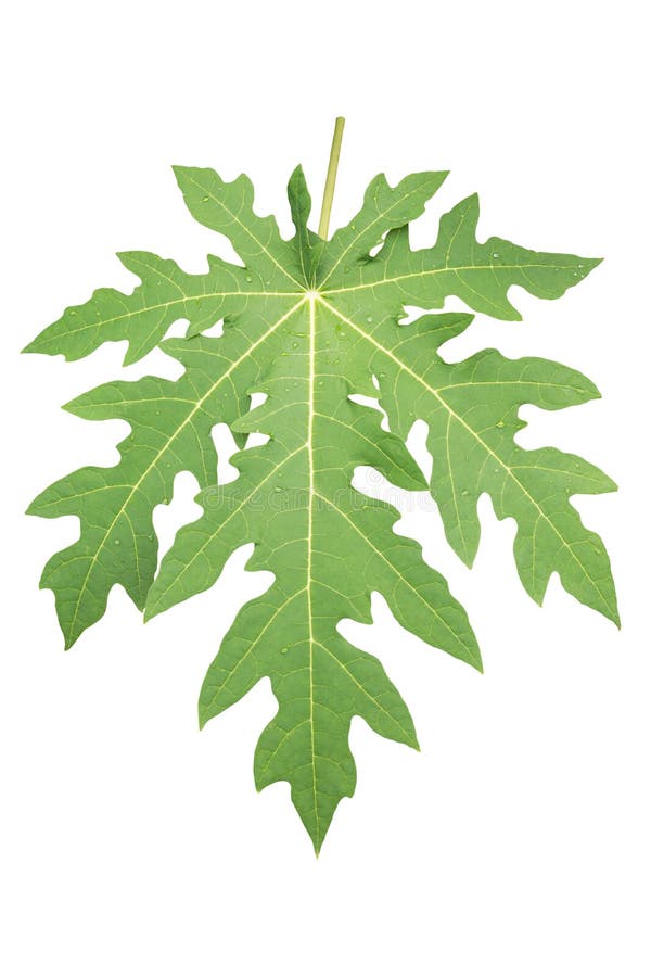 Papaya Green Leaves Background, Papaya Fruit Stock Image Image of