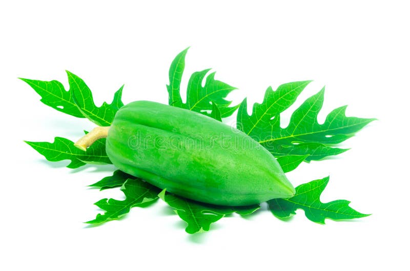 Green Papaya Leave Isolated on White Background Stock Photo - Image of