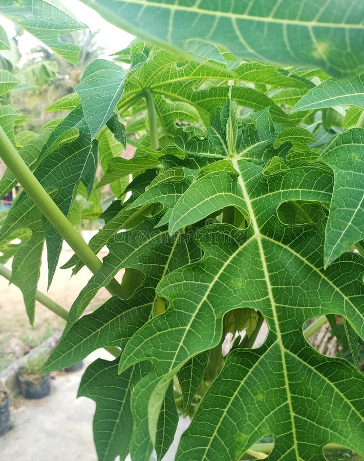Papaya Leaves Yellowing And Malformation From Viruses Infection Stock
