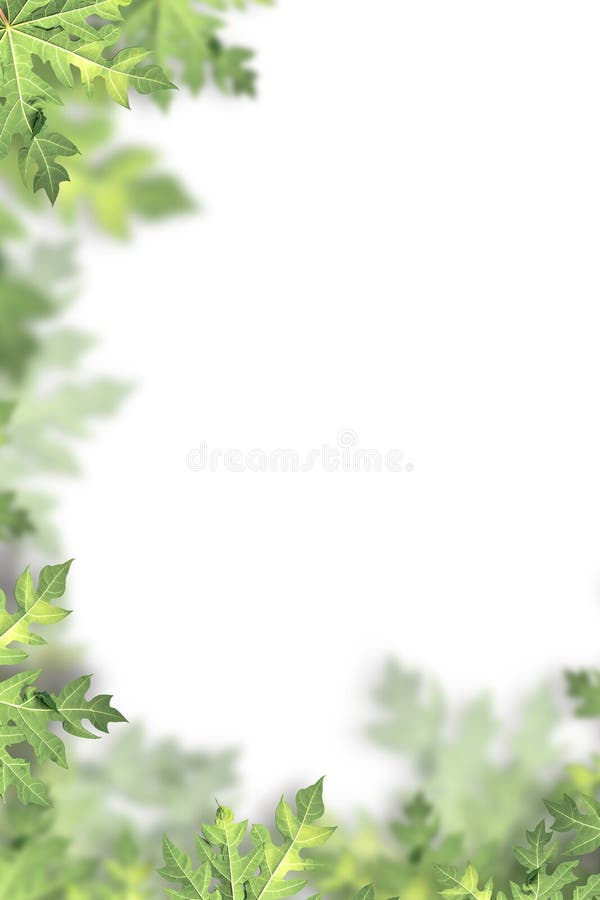 Green Papaya Leaves on White Background Stock Photo - Image of forest