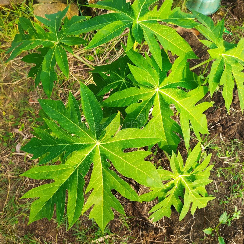 Green Papaya Leaves in the Wild Nature Stock Image Image of bright