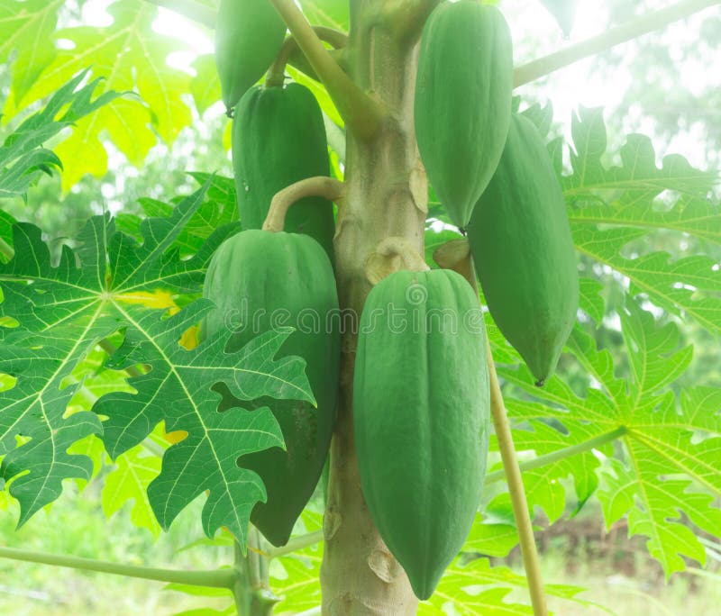 Green papaya on tree stock photo. Image of nutrition 124045558