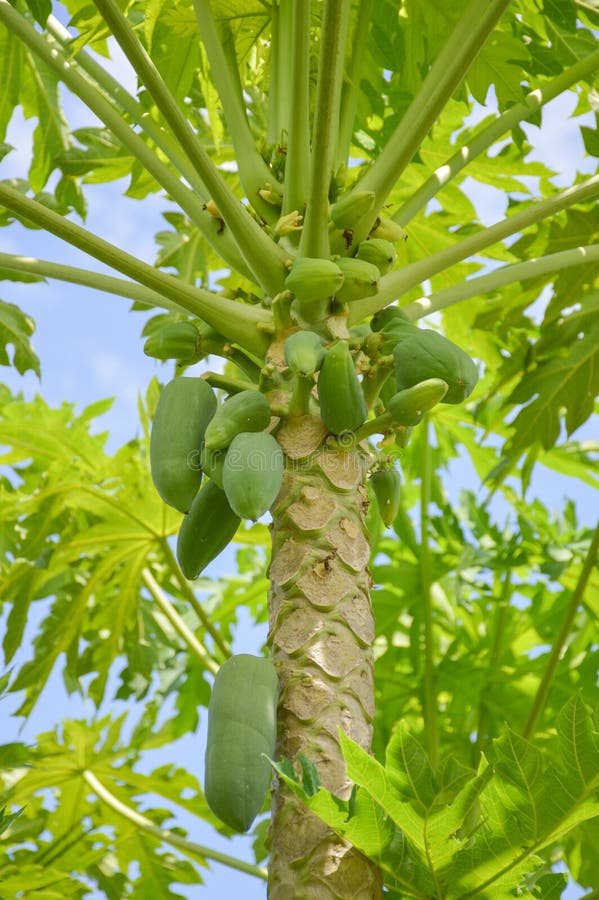 Green Papaya Tree in Vegetable Garden Stock Image Image of organic
