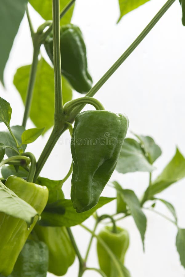 Green Paprika Crop stock image. Image of ground, glasshouse 51753149
