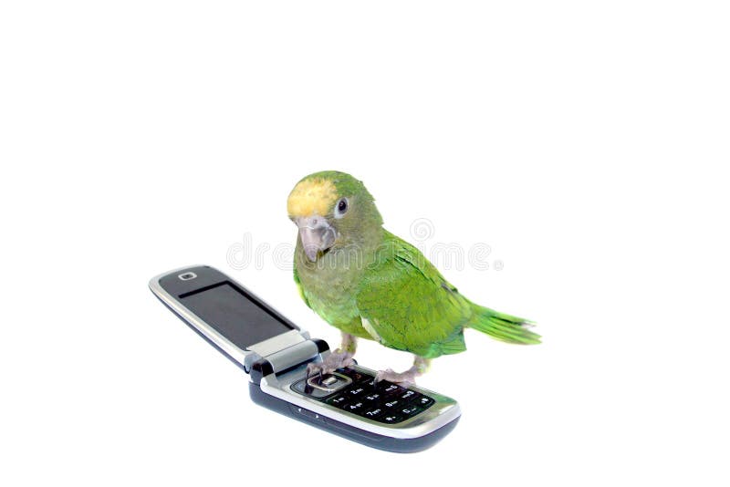 Green Parakeet