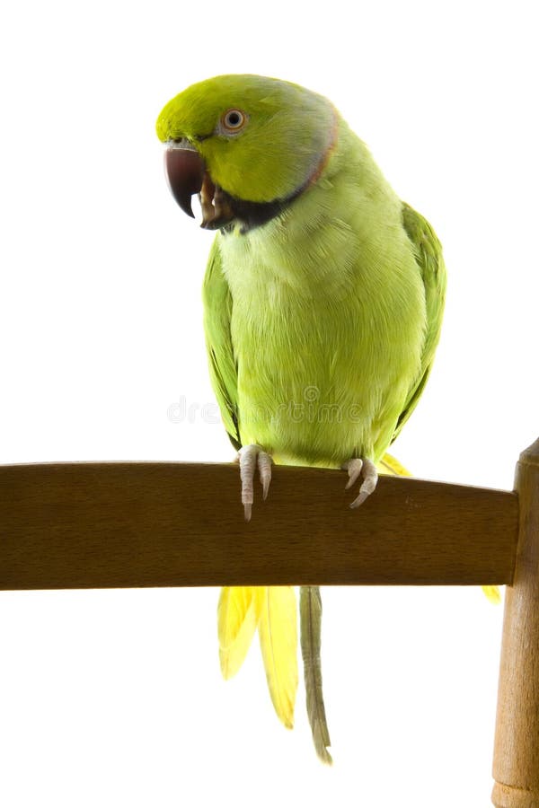 Green parrot royalty free stock photography