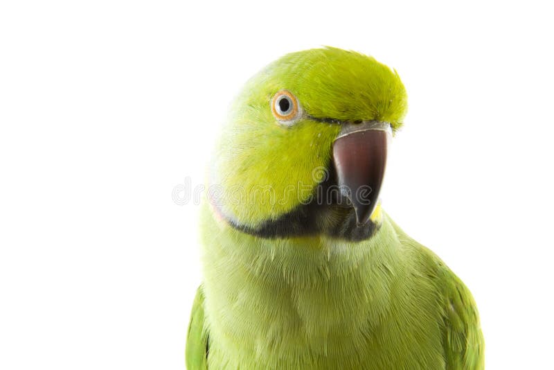 Green parrot stock images