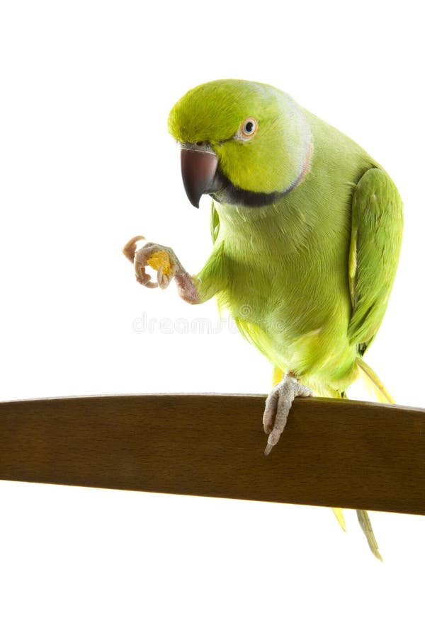 Green parrot royalty free stock photo