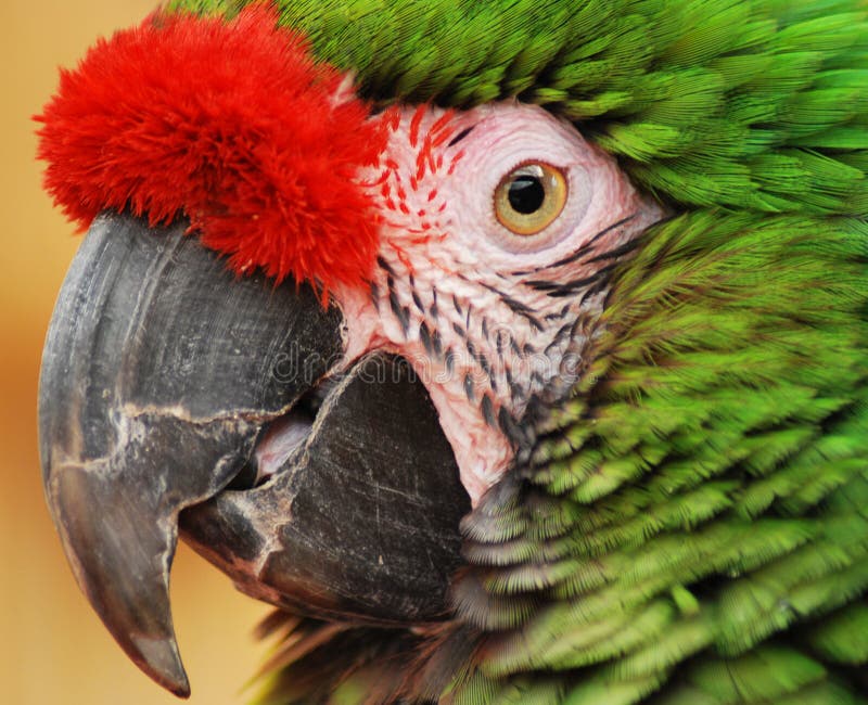 Green Parrot stock images