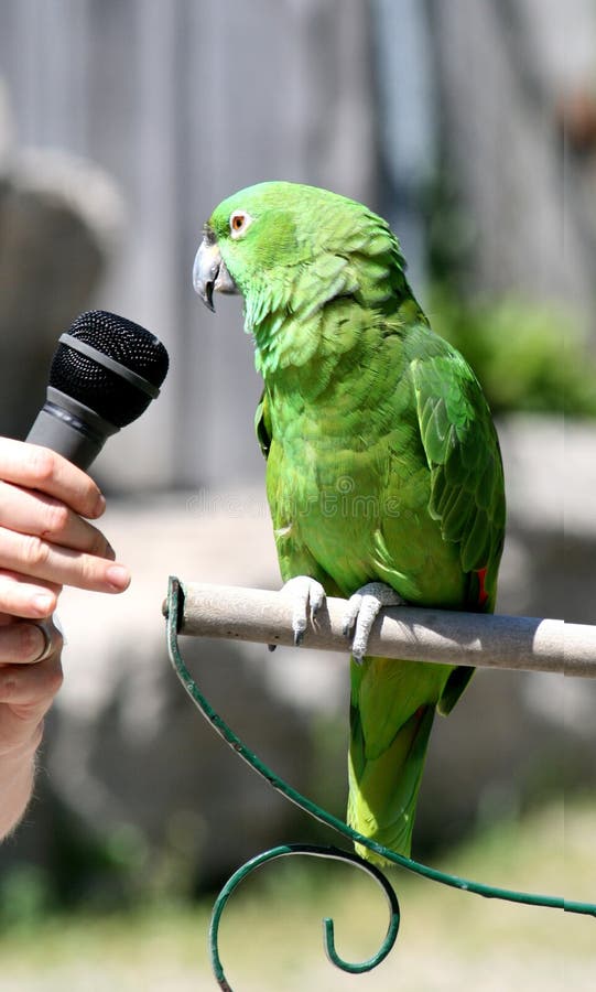 Green Parrot